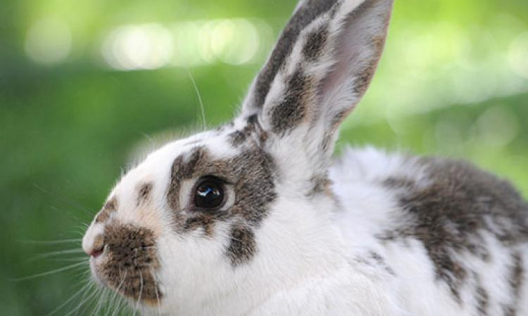 Got A Rabbit Problem On Your Property?