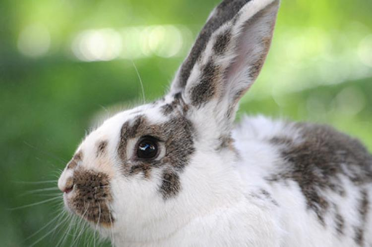 Got A Rabbit Problem On Your Property?