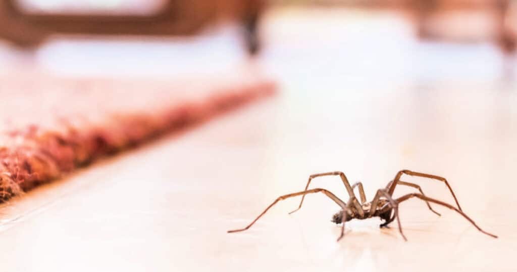 Quick Things To Do If You See Spiders In Your Home