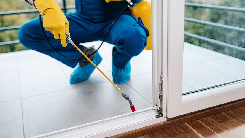 Common Pest Control Mistakes 