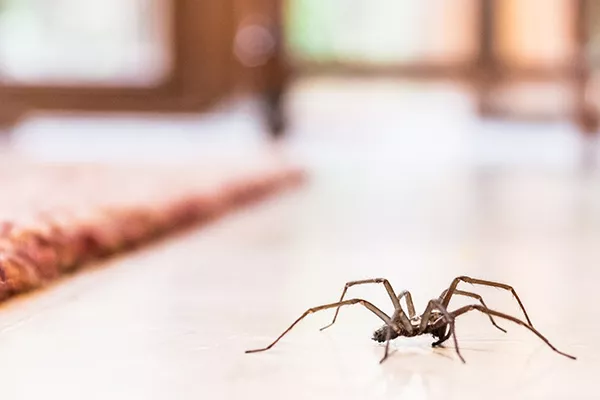Why Spider Control is Important for Your Home?