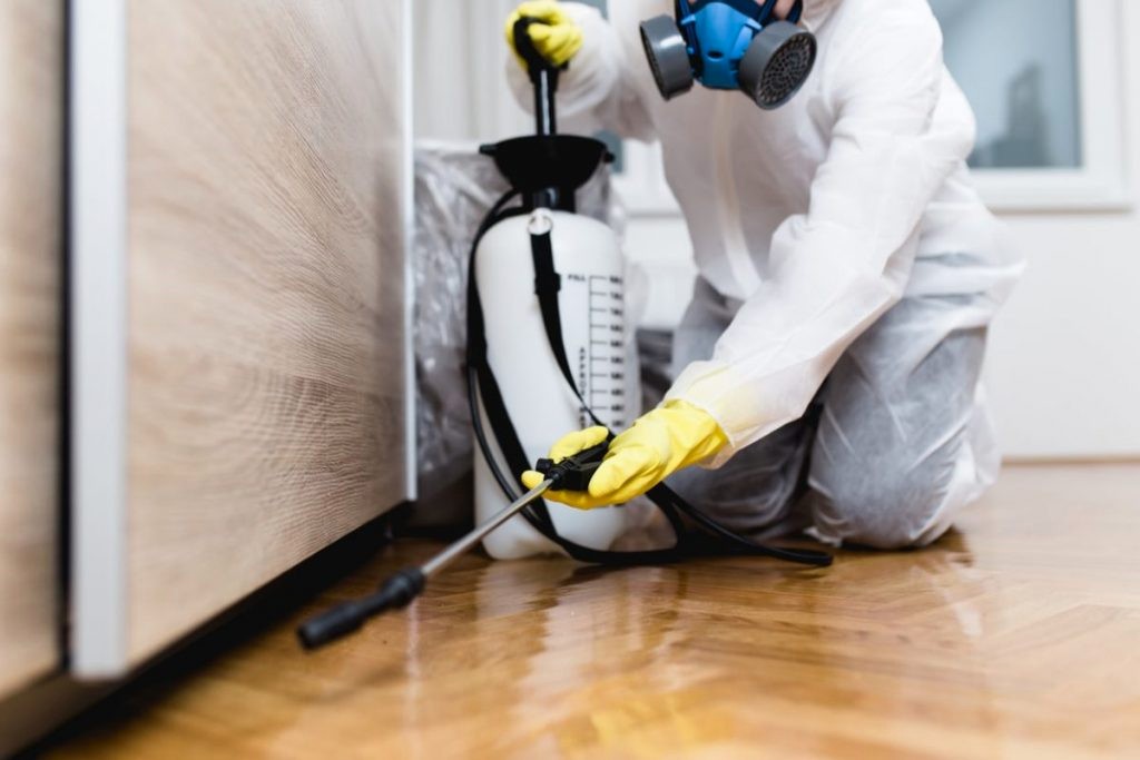 The Importance of Pest Control Services For Homes