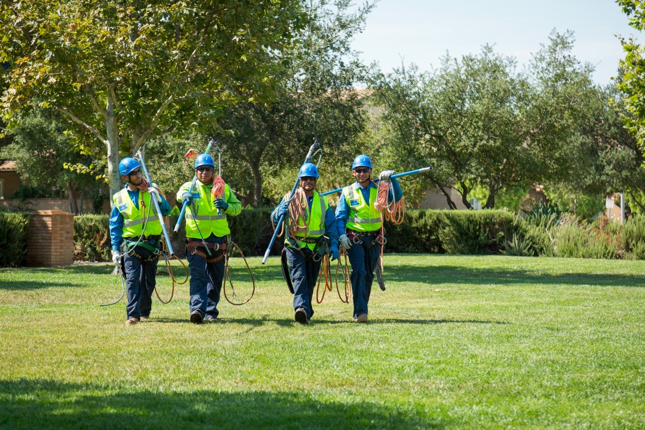 The Considerations Before Hiring Tree Care Company?