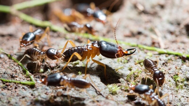 Termites in Cedar Rapids