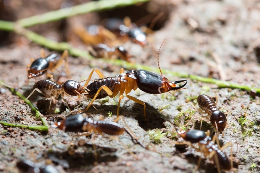 The Benefits Of Taking Pest Control Help For Termites?
