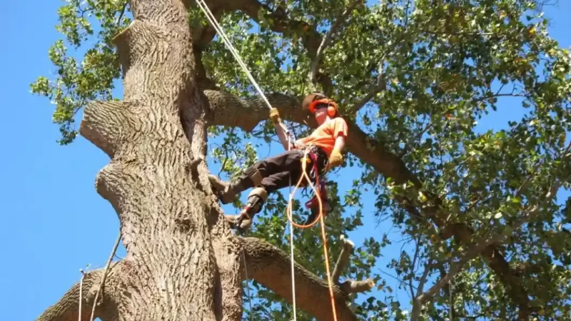 Singapore’s Approach to Tree Pollarding: An Overview of Techniques and Services