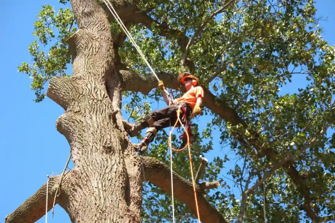 Singapore’s Approach to Tree Pollarding: An Overview of Techniques and Services