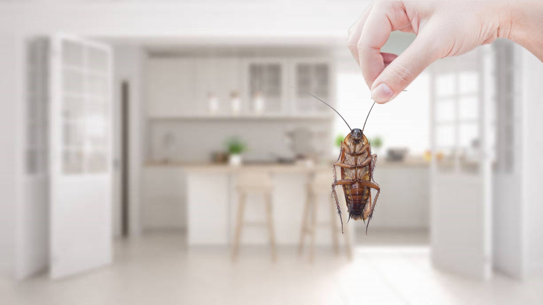 The Dangers of Ignoring a Pest Problem