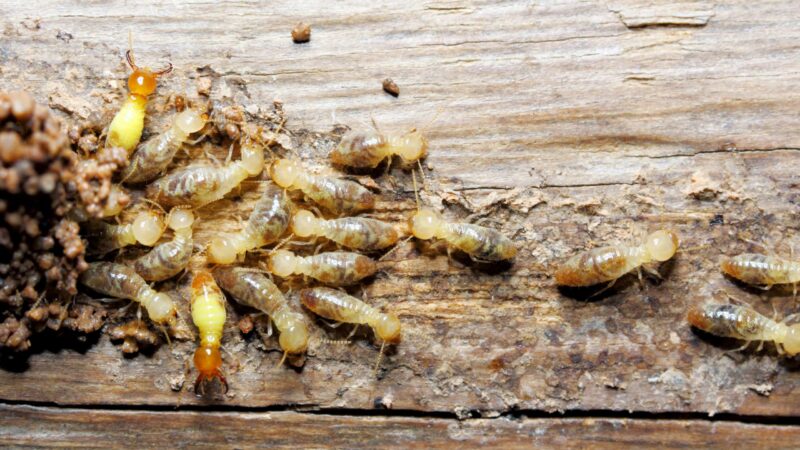 Termite Identification and Prevention: Signs to Watch Out For