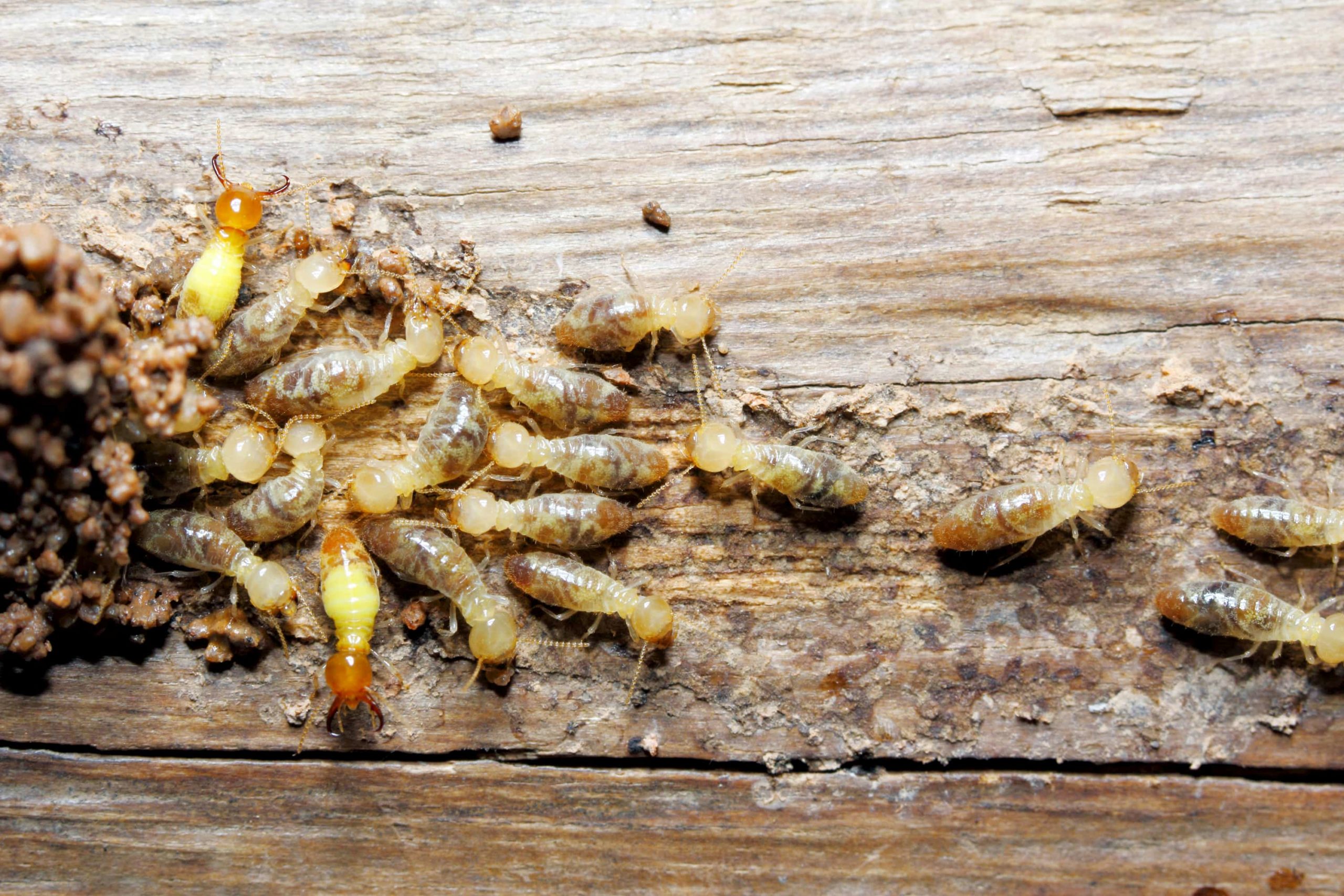Termite Identification and Prevention: Signs to Watch Out For