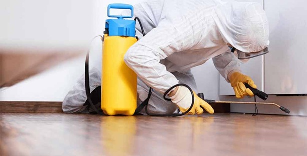 Pest Control Myths That Are Costing You Money