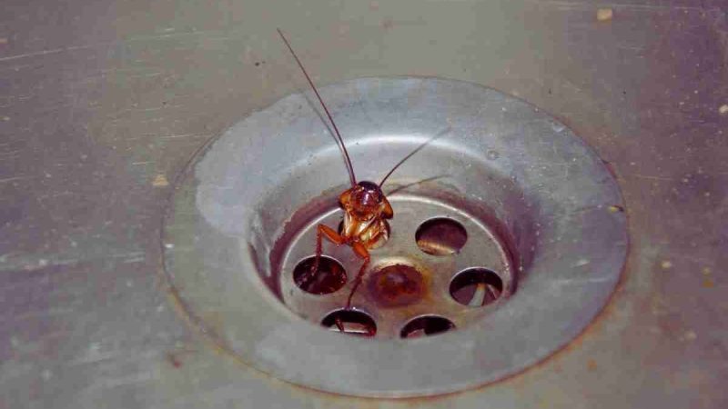 Why Finding a Cockroach Nest Early Can Save You Time Money and Stress
