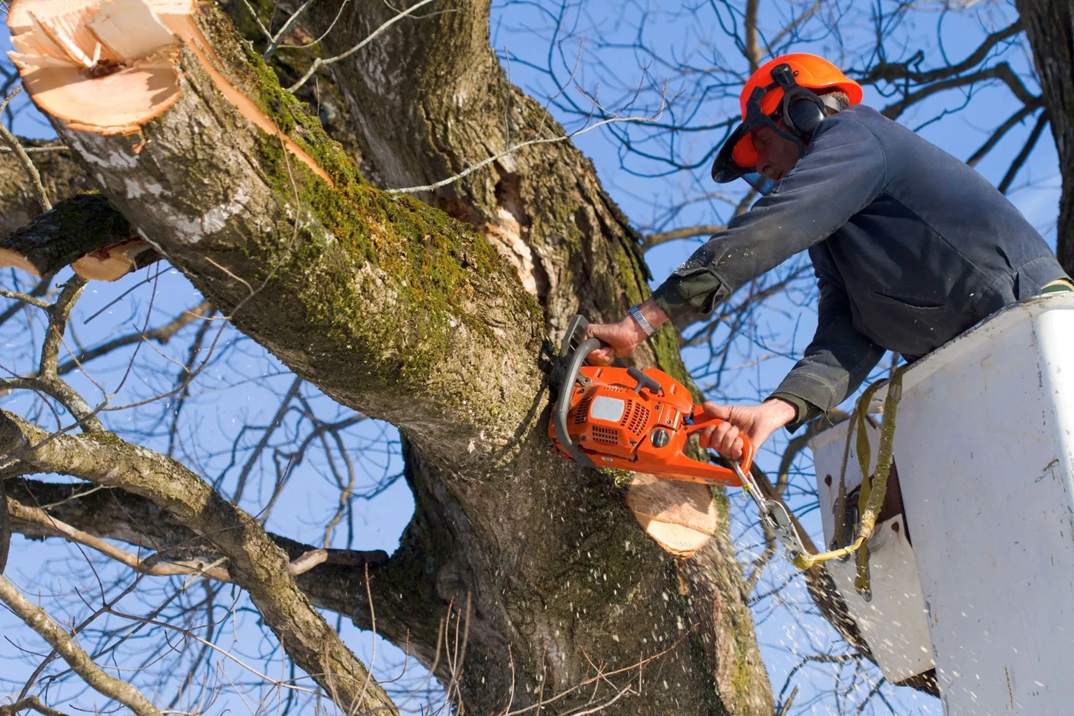 Tree Cutting: When It’s Necessary and Key Safety Considerations