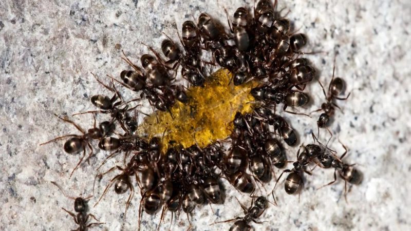 Seasonal Ant Control: Preparing for Ant Season in Lynnwood