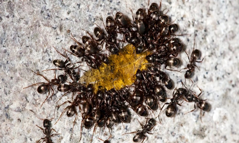 Seasonal Ant Control: Preparing for Ant Season in Lynnwood