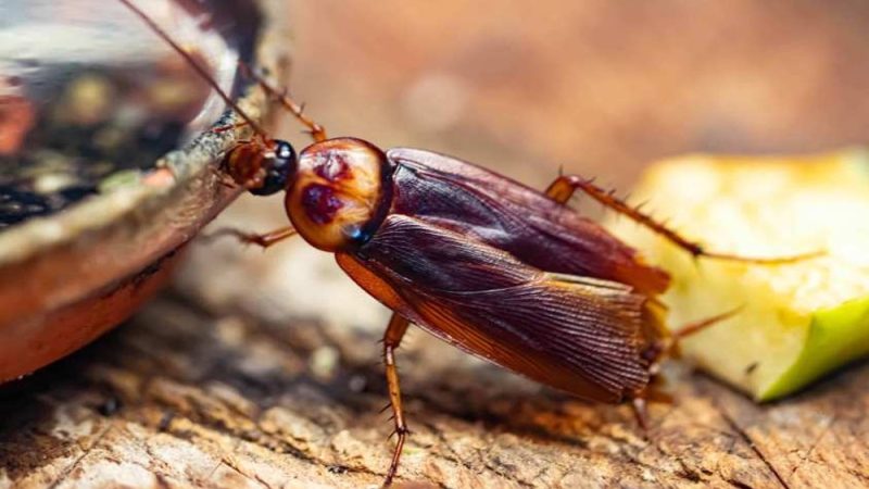 How to Get Rid of Cockroaches in Allentown, PA: A Step-by-Step Guide