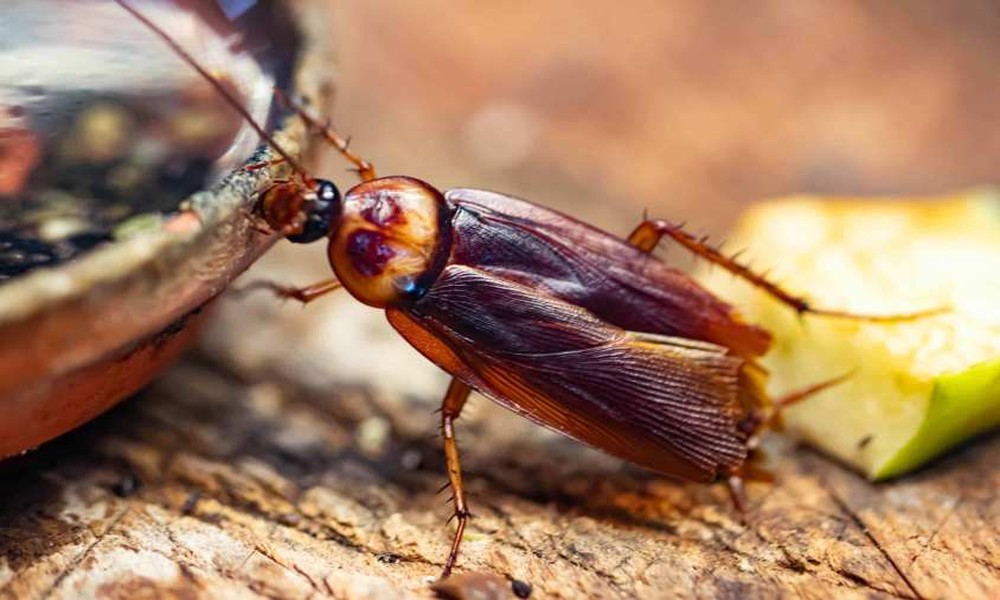 How to Get Rid of Cockroaches in Allentown, PA: A Step-by-Step Guide