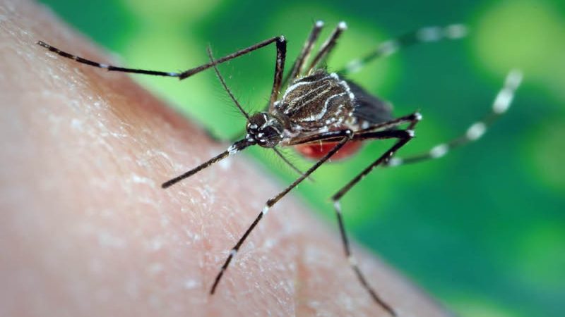 Why Are Mosquitoes So Bad in Georgia? Understanding the Science Behind the Swarms